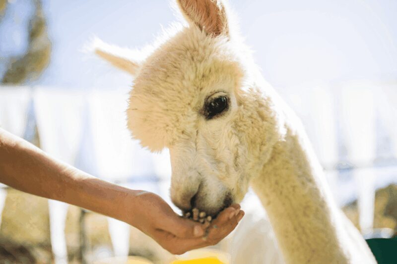 Seoul: SnowyLand in Vivaldi Park with Nami or Alpaca - FAQ