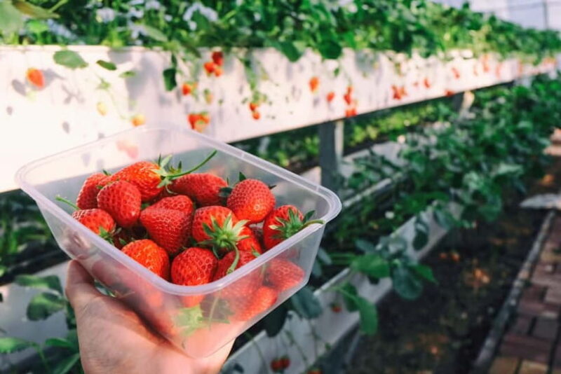 Seoul: Strawberry & Eobi Ice Valley & Nami + Optional Spots - Key Points