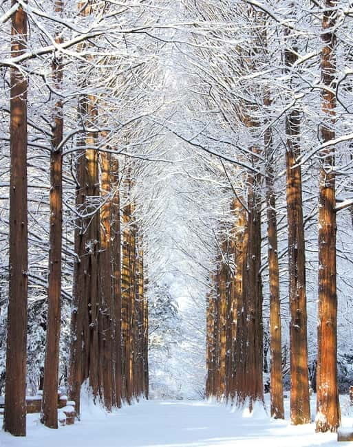 Seoul: Vivaldi Park Winter Ski with Nami Island Day Tour - Key Points