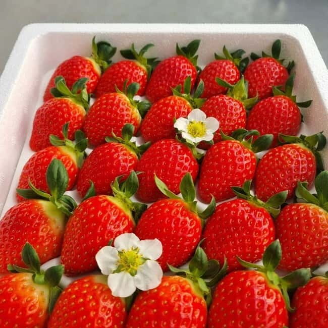 Seoul: Winter Day Tour in Pocheon with Strawberry Picking - Key Points