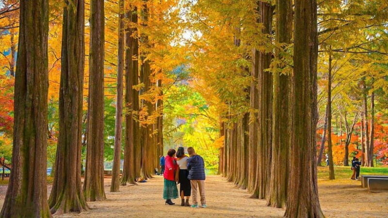 Seoul:Private-Nami Island,Morning Calm Garden,Petite France - Authentic Experiences and Traveler Insights