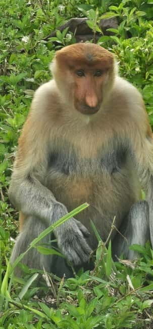 Sepilok OrangUtan, Sun Bear & Labuk Bay Full Day Trip - Final Thoughts