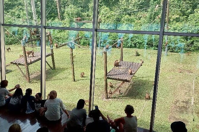 Sepilok Orangutan , SunBear, Proboscis Monkey from Sandakan City - A Deep Dive into the Itinerary and Experience