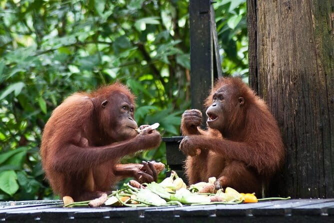 Sepilok Orangutan , SunBear, Proboscis Monkey from Sandakan City - The Sum Up