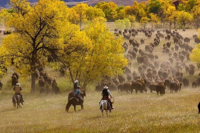 Sept 26 Only - 2025 Custer State Park Buffalo Roundup - Public - Who Will Love This Tour?