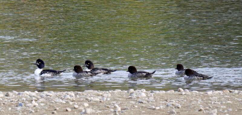 September 2025 British Columbia Rocky Mountain Birding Tour - Practicalities and Considerations