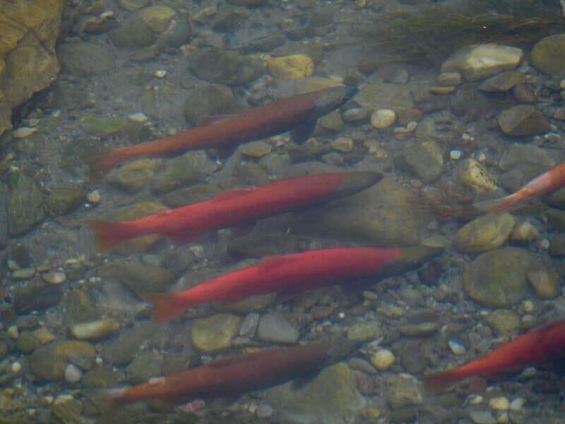 September 2025 British Columbia Rocky Mountain Birding Tour - Who Will Love This Tour?