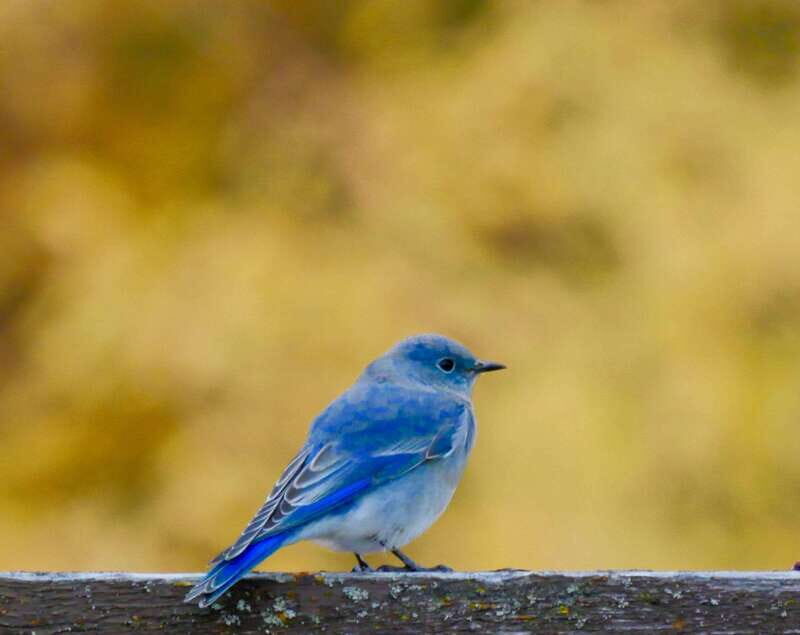 September 2025 British Columbia Rocky Mountain Birding Tour - Final Thoughts