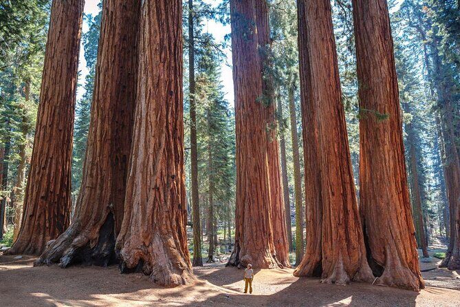 Sequoia Full Day Private Tour and Hike - Discovering the Giants: A Review of the Sequoia Full Day Private Tour & Hike