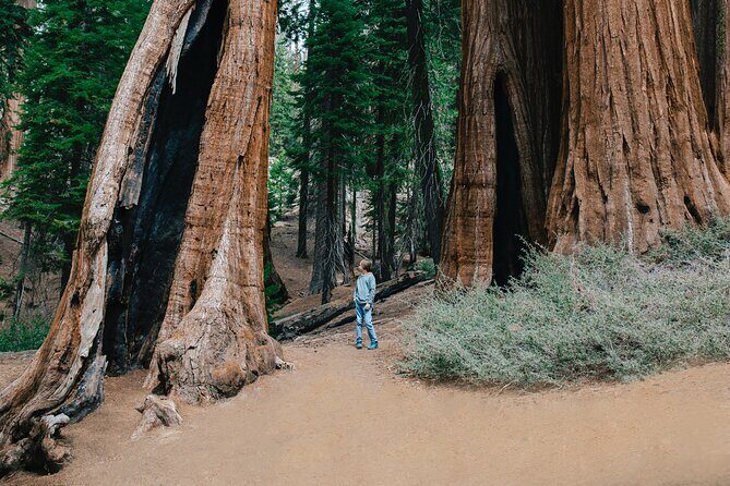 Sequoia Full Day Private Tour and Hike - Final Thoughts