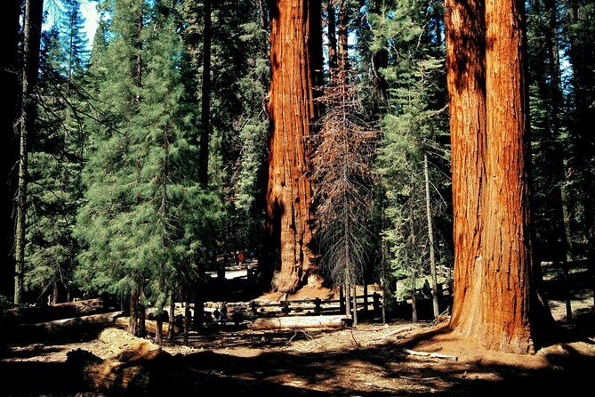 Sequoia Full Day Private Tour and Hike - Frequently Asked Questions