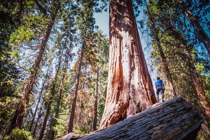 Sequoia & Kings Canyon Two Day Private Tour & Hike - Exploring the Itinerary in Detail