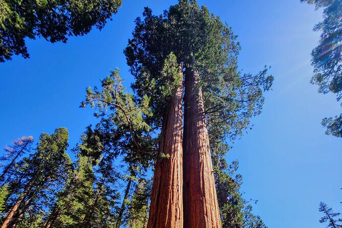 Sequoia National Park Private Tour - Introduction: Why Choose This Tour?