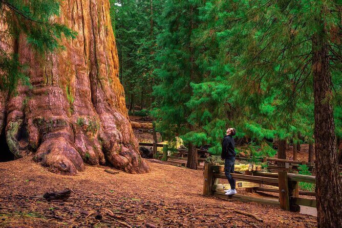 Sequoia National Park Self-Guided Audio Tour - Final Thoughts