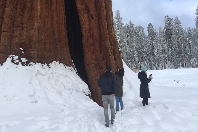 Sequoia National Park Small Group Tour from Three Rivers - Climb Moro Rock or Enjoy the Lookout