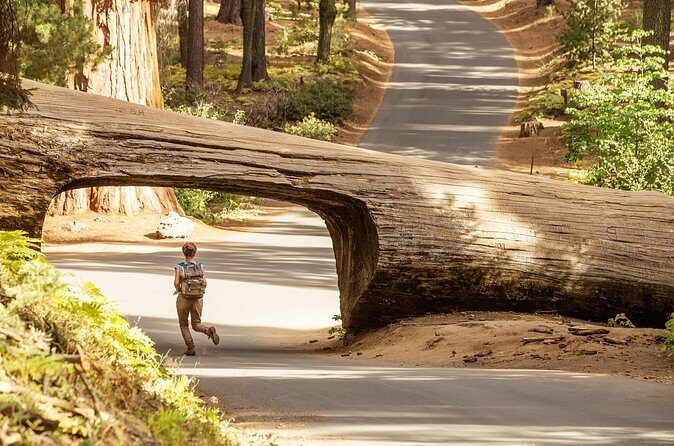 Sequoia National Park Small Group Tour from Three Rivers - Transportation and Group Dynamics