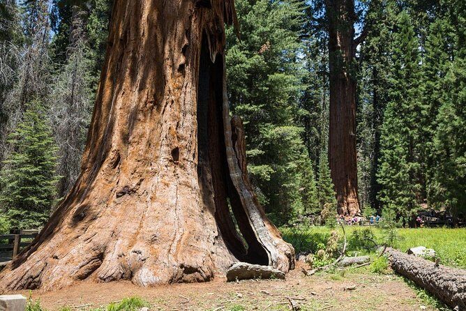 Sequoia Park Private Tour - FAQ