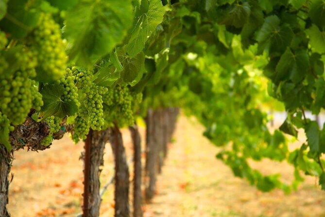 Serene and Romantic Wine Tasting Next to the Vines in Napa Valley - Who Should Consider This Tour?