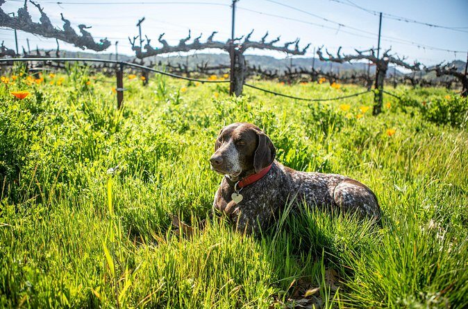Serene and Romantic Wine Tasting Next to the Vines in Napa Valley - The Sum Up