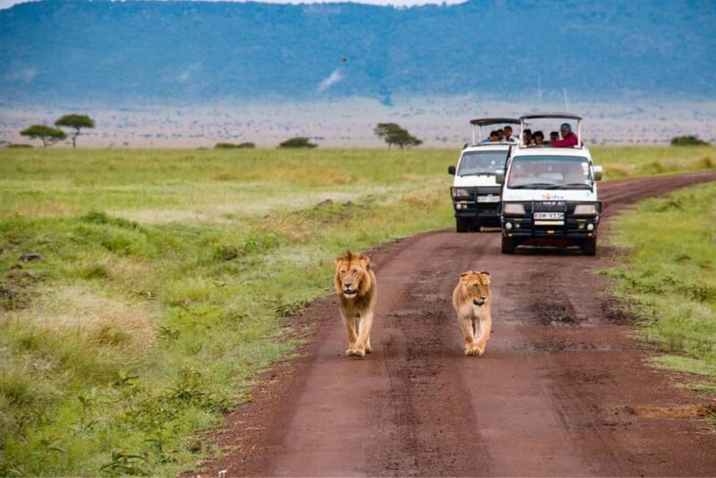 Serengeti: 1-Day Shared Safari - Key Points