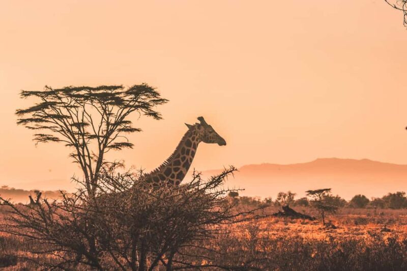 Serengeti: 1-Day Shared Safari - An In-Depth Look at the Serengeti 1-Day Safari