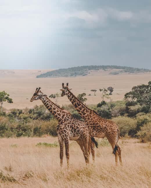 Serengeti: 1-Day Shared Safari - The Sum Up