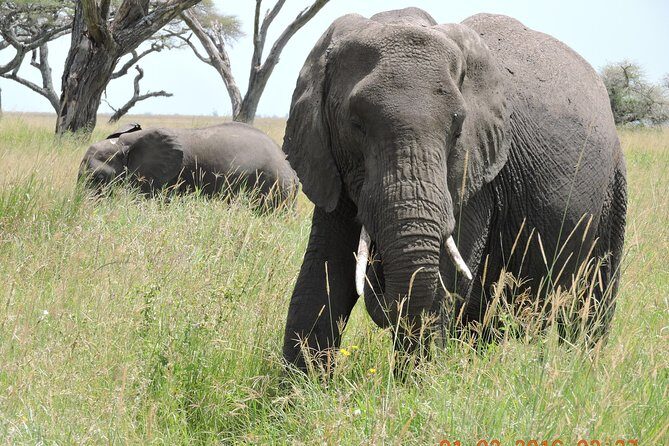 Serengeti 2-Day Safari from Mwanza - Key Points