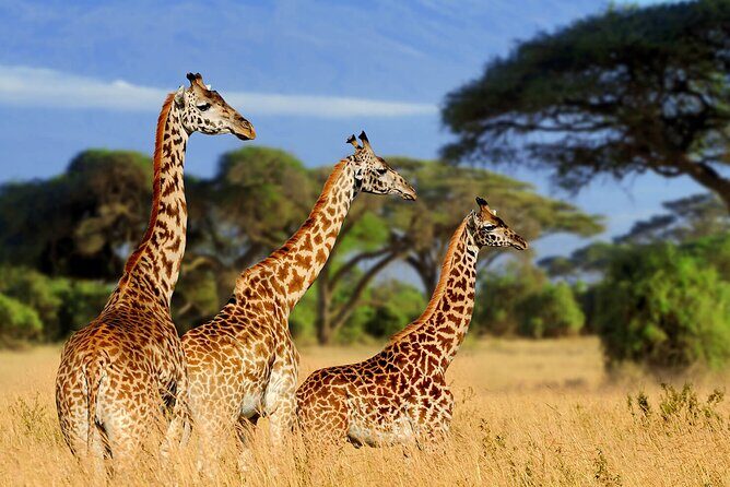 Serengeti 2-Day Safari from Mwanza - The Itinerary: An In-Depth Look