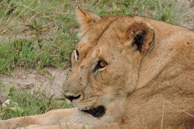 Serengeti 2-Day Safari from Mwanza - The Experience: Transport, Guides, and Flexibility