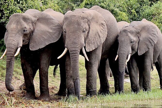 Serengeti 2-Day Safari from Mwanza - Who Is This Tour Best For?