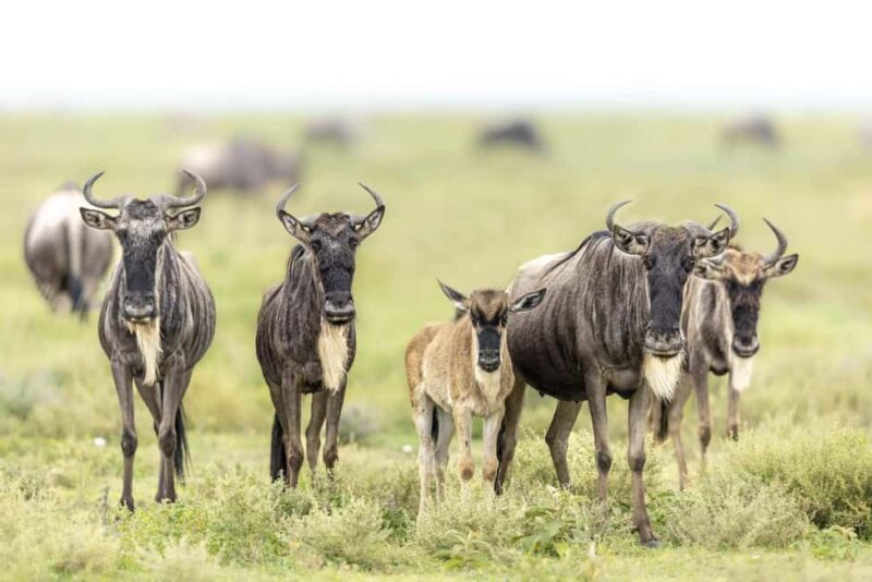 Serengeti: 3-Day Fly-In Fly-Out Midrange Safari - An In-Depth Look at the Serengeti Safari Experience