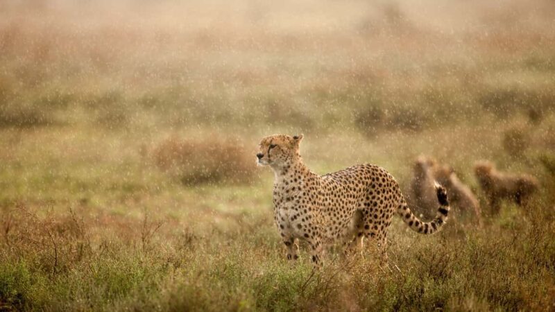 Serengeti: 3-Day Fly-In Fly-Out Midrange Safari - What’s Included & What’s Not
