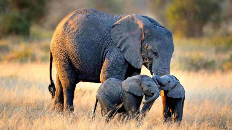 Serengeti: 3-Day Fly-In Fly-Out Midrange Safari - FAQ About the Serengeti 3-Day Fly-In Safari