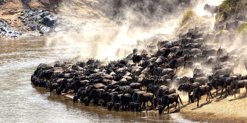 Serengeti: 5-Day Mara River Crossing Safari - Key Points