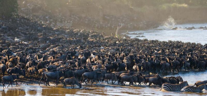Serengeti: 5-Day Mara River Crossing Safari - An In-depth Look at the 5-Day Serengeti Safari