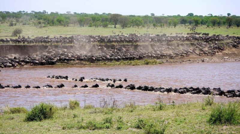 Serengeti: 5-Day Mara River Crossing Safari - Authentic Encounters and Honest Insights
