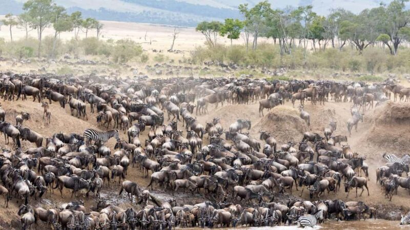 Serengeti: 5-Day Mara River Crossing Safari - Final Thoughts: Is It Worth It?