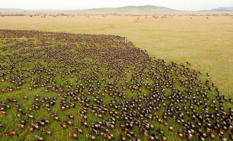 Serengeti: 7-Day Annual Wildebeest Migration Private Trip - Key Points