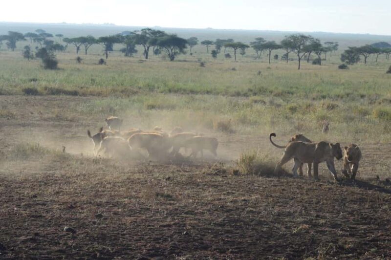 Serengeti: 7-Day Annual Wildebeest Migration Private Trip - Practical Tips and Considerations
