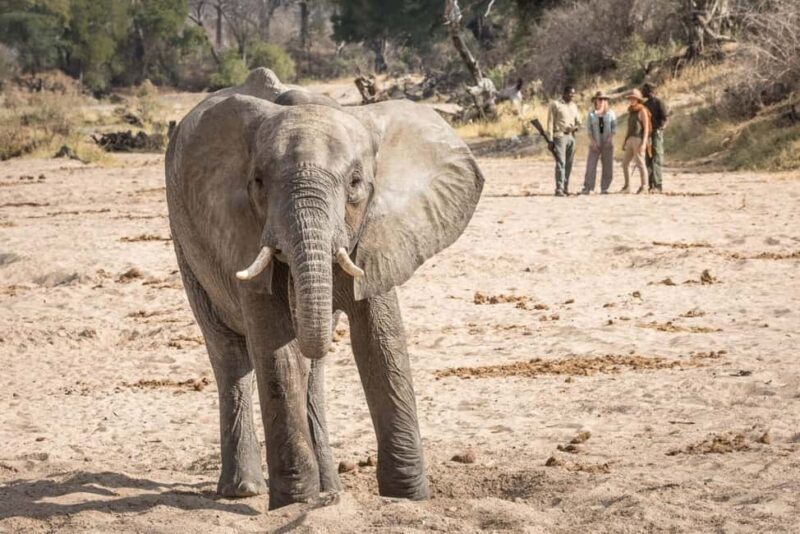 Serengeti: 7-Day Great Migration Safari with Flights - Introduction: Why Choose the Serengeti Safari?