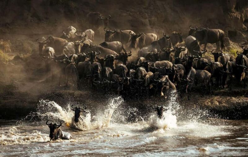 Serengeti: 7-Day Great Migration Safari with Flights - What’s Included and What’s Not?