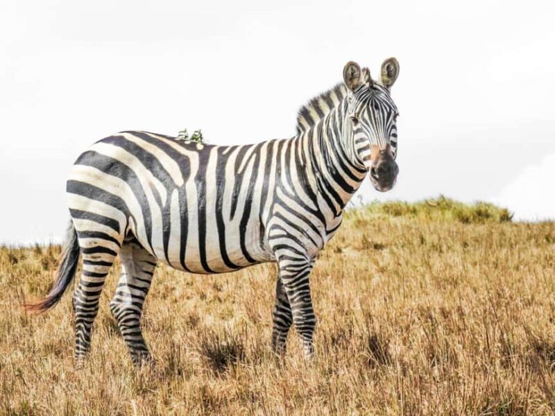 Serengeti: 7-Day Great Migration Safari with Flights - Who Would Love This Tour?