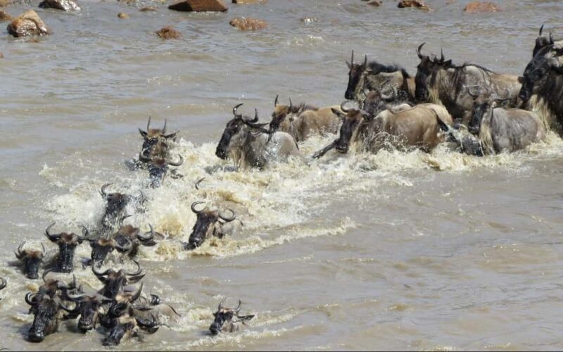 Serengeti: 7-Day Great Migration Safari with Flights - Frequently Asked Questions
