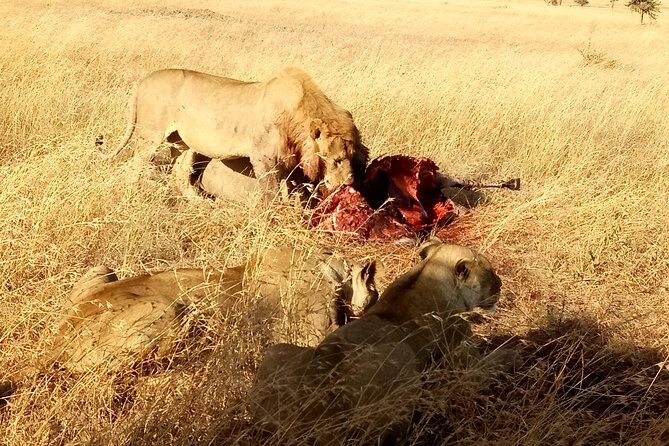 Serengeti Day Trip Safari From Mwanza Tanzania - Who Is This Safari Best For?