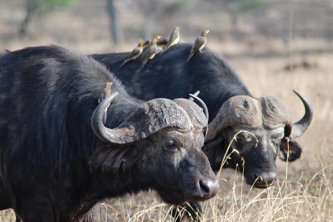 Serengeti Day Trip Safari From Mwanza Tanzania - FAQs