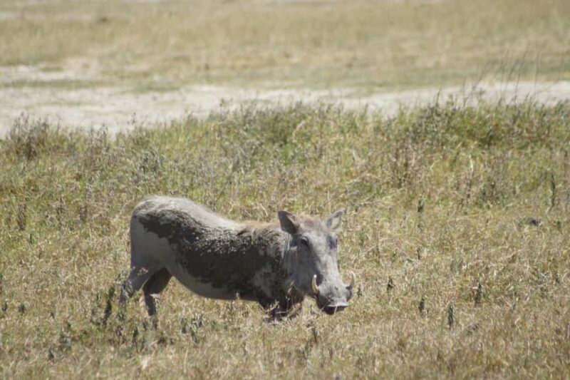 Serengeti Explorer: 6days private safari with game viewing. - An In-Depth Look at the Serengeti Explorer Tour