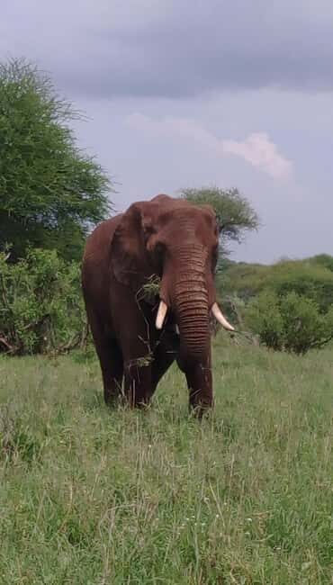 Serengeti Explorer: 6days private safari with game viewing. - Who Is This Tour Best For?