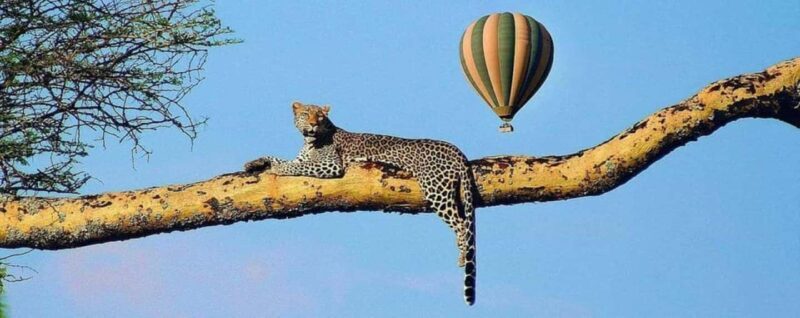 Serengeti: Hot Air Balloon Safari with Breakfast & Champagne - Key Points