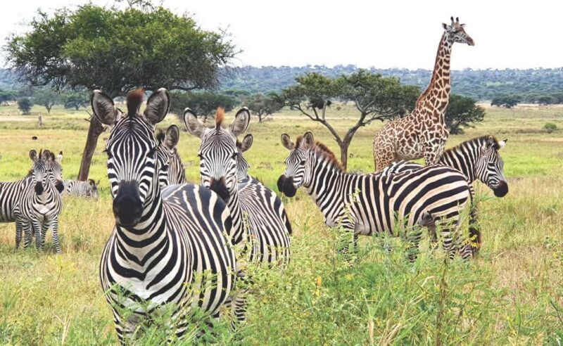 Serengeti National Park: 2-Day Safari with Accommodation - Key Points