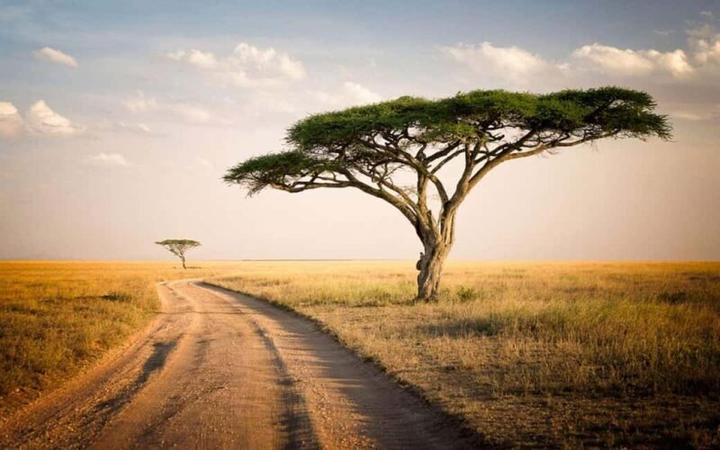 Serengeti National Park: 2-Day Safari with Accommodation - Arrival and First Impressions